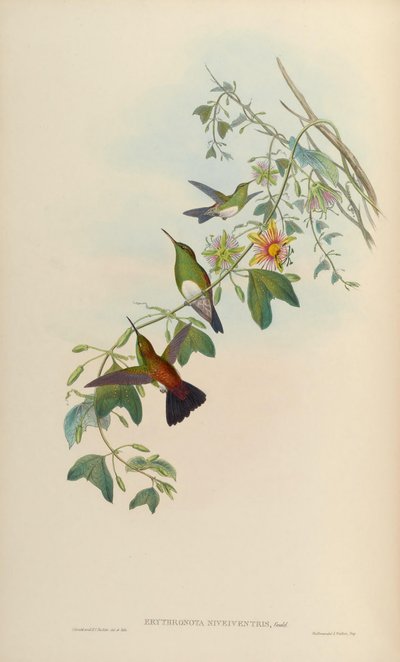 Erythronota niveiventris = Amazilia edward niveiventris von John Gould